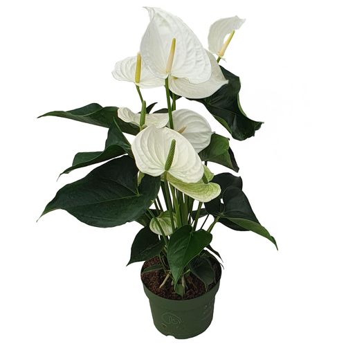8721278900992 - Plant in a Box - Flamingoblume - Anthurium Alaska White - Höhe 55-70cm - ø17cm