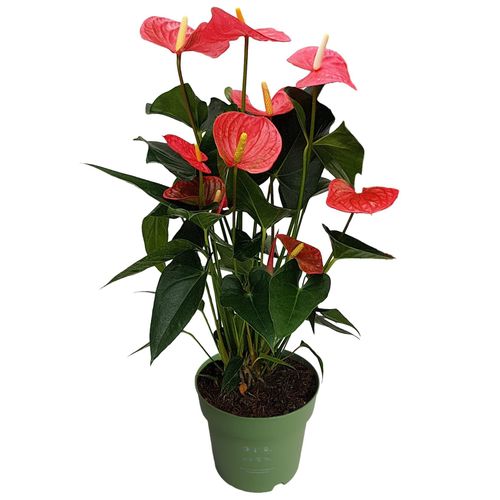 8721278900947 - Plant in a Box - Flamingoblume - Anthurium Maine Pink - Höhe 55-70cm - ø17cm 8721278900947 - Plant in a Box - Flamingoblume - Anthurium Maine Pink - Höhe 55-70cm - ø17cm