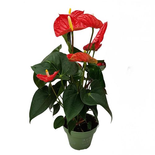 8721278900961 - Plant in a Box - Flamingoblume - Anthurium Madural Red - Höhe 40-45cm - ø14cm 8721278900961 - Plant in a Box - Flamingoblume - Anthurium Madural Red - Höhe 40-45cm - ø14cm