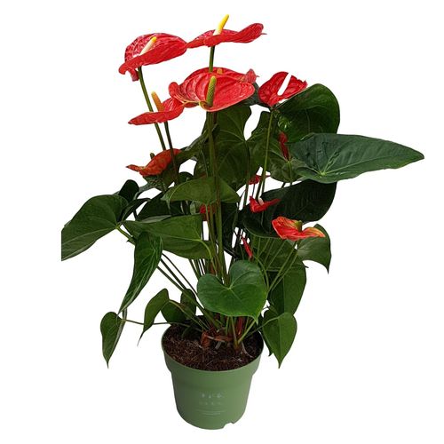8721278900978 - Plant in a Box - Flamingoblume - Anthurium Madural Red - Höhe 55-70cm - ø17cm 8721278900978 - Plant in a Box - Flamingoblume - Anthurium Madural Red - Höhe 55-70cm - ø17cm