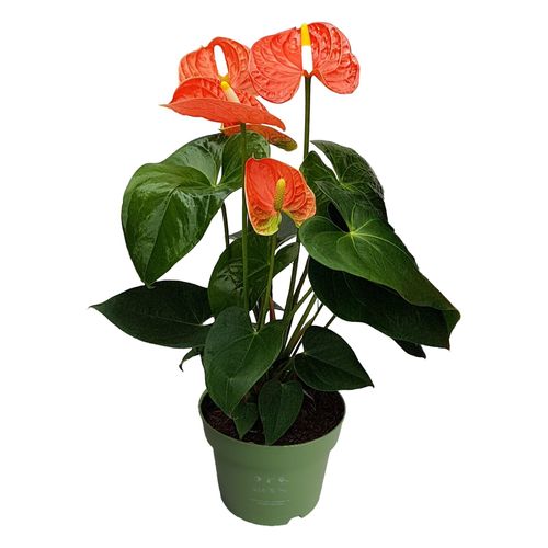 8721278900909 - Plant in a Box - Flamingoblume - Anthurium Madural Orange - Höhe 40-55cm - ø14cm 8721278900909 - Plant in a Box - Flamingoblume - Anthurium Madural Orange - Höhe 40-55cm - ø14cm