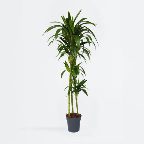 6097230960956 - Plant in a Box - Glückskastanie - Pachira aquatica - Höhe 110-120cm - Topf 24cm 6097230960956 - Plant in a Box - Glückskastanie - Pachira aquatica - Höhe 110-120cm - Topf 24cm