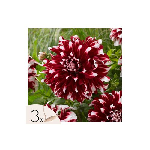 8721278900237 - Plant in a Box - Dahlien - 3er Set - Dahlia X-Factor - Dahlienknollen - Rote und Weiße Blüten 8721278900237 - Plant in a Box - Dahlien - 3er Set - Dahlia X-Factor - Dahlienknollen - Rote und Weiße Blüten