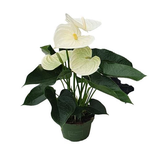 8721278900985 - Plant in a Box - Flamingoblume - Anthurium Alpine White - Höhe 40-55cm - ø14cm 8721278900985 - Plant in a Box - Flamingoblume - Anthurium Alpine White - Höhe 40-55cm - ø14cm
