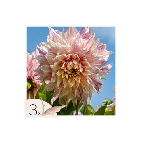 8721278900084 - Plant in a Box - Dahlien - 3er Set - Dahlia Café au lait Twist - Dahlienknollen - Rosa Blüten