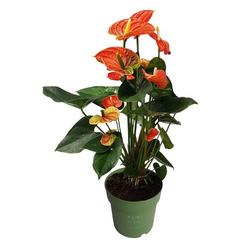 8721278900916 - Plant in a Box - Flamingoblume - Anthurium Madural Orange - Höhe 55-70cm - ø17cm 8721278900916 - Plant in a Box - Flamingoblume - Anthurium Madural Orange - Höhe 55-70cm - ø17cm