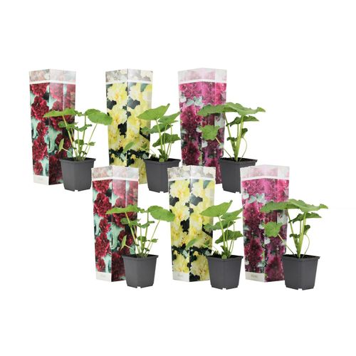 7428475547951 - Plant in a Box - Stockrose - 6 Stk - Alcea rosea - Höhe 25-40cm - Topf 9cm