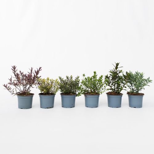 7428477821516 - Plant in a Box - Strauchveronika - 6 Stk - Hebe pinguifolia - Höhe 15-20cm - Topf 11cm 7428477821516 - Plant in a Box - Strauchveronika - 6 Stk - Hebe pinguifolia - Höhe 15-20cm - Topf 11cm