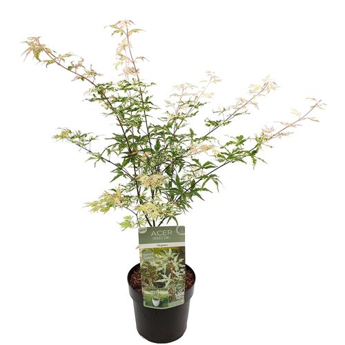 7442924133144 - Plant in a Box - Japanischer Ahorn - Acer palmatum Ukigumo - Höhe 50-60cm - Topf 19cm 7442924133144 - Plant in a Box - Japanischer Ahorn - Acer palmatum Ukigumo - Höhe 50-60cm - Topf 19cm