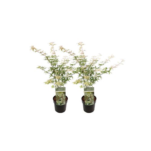 7428471455724 - Plant in a Box - Japanischer Ahorn - 2 Stk - Acer palmatum Ukigumo - Höhe 50-60cm - Topf 19cm 7428471455724 - Plant in a Box - Japanischer Ahorn - 2 Stk - Acer palmatum Ukigumo - Höhe 50-60cm - Topf 19cm