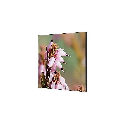 8596052181313 - Showdown Wanddekoration Set 40x40cm Pinke Blume Erica 8596052181313 Showdown Displays 8596052181313 - Showdown Wanddekoration Set 40x40cm Pinke Blume Erica 8596052181313 Showdown Displays