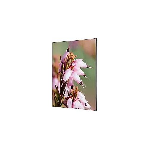 8596052181610 - Showdown Wanddekoration Set A1 Pinke Blume Erica 8596052181610 Showdown Displays 8596052181610 - Showdown Wanddekoration Set A1 Pinke Blume Erica 8596052181610 Showdown Displays
