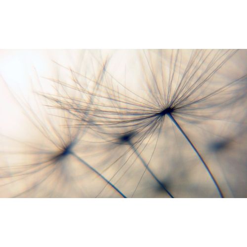 4067437103687 - Wandsticker QUEENCE Dandelion beige T01cm Folie Wandtattoos Selbstklebend kinderleichte Anbringung Pusteblume Sticker beige 4067437103687 - Wandsticker QUEENCE Dandelion beige T01cm Folie Wandtattoos Selbstklebend kinderleichte Anbringung Pusteblume Sticker beige
