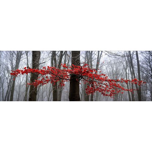 4019449453595 - PRO ART Aludibondbild MYSTIC TREES II (LB 50x150 cm) LB 50x150 cm bunt Alubild Metallbild 4019449453595 - PRO ART Aludibondbild MYSTIC TREES II (LB 50x150 cm) LB 50x150 cm bunt Alubild Metallbild