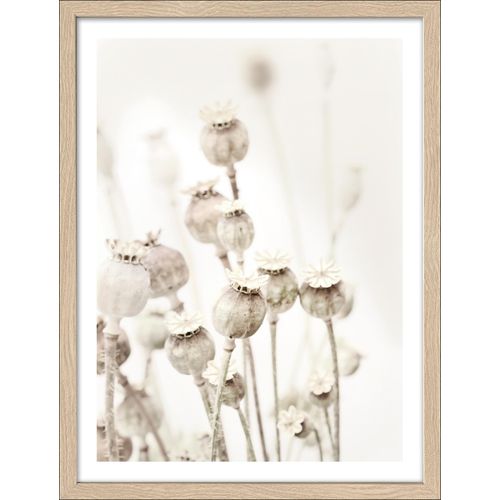 4019449482021 - Gerahmtes Bild DRIED POPPIES (BHT 3250x4250x2 cm) PRO ART 4019449482021 - Gerahmtes Bild DRIED POPPIES (BHT 3250x4250x2 cm) PRO ART