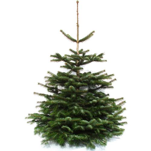 4260745370066 - Echter Weihnachtsbaum WEIHNACHTSBAUMLAND Nordmanntanne Premium Baumschul-Qualität in verschiedenen Größen Gr 2 grün (tannengrün) 50 120cm bis 140cm Holz Weihnachtsbäume Stammdurchmesser 10-12cm frisch geschlagen Weihnachtsdeko 4260745370066 - Echter Weihnachtsbaum WEIHNACHTSBAUMLAND Nordmanntanne Premium Baumschul-Qualität in verschiedenen Größen Gr 2 grün (tannengrün) 50 120cm bis 140cm Holz Weihnachtsbäume Stammdurchmesser 10-12cm frisch geschlagen Weihnachtsdeko