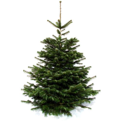 4260745370080 - Echter Weihnachtsbaum WEIHNACHTSBAUMLAND Nordmanntanne Premium Baumschul-Qualität in verschiedenen Größen Gr 1 grün (tannengrün) 48 150cm bis 170cm Holz Weihnachtsbäume Stammdurchmesser 10-12cm frisch geschlagen Weihnachtsdeko