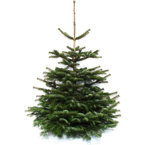4260745370004 - Echter Weihnachtsbaum WEIHNACHTSBAUMLAND Nordmanntanne Premium Baumschul-Qualität in verschiedenen Größen Gr 1 grün (tannengrün) 48 100cm bis 120cm Holz Weihnachtsbäume Stammdurchmesser 10-12cm frisch geschlagen Weihnachtsdeko 4260745370004 - Echter Weihnachtsbaum WEIHNACHTSBAUMLAND Nordmanntanne Premium Baumschul-Qualität in verschiedenen Größen Gr 1 grün (tannengrün) 48 100cm bis 120cm Holz Weihnachtsbäume Stammdurchmesser 10-12cm frisch geschlagen Weihnachtsdeko
