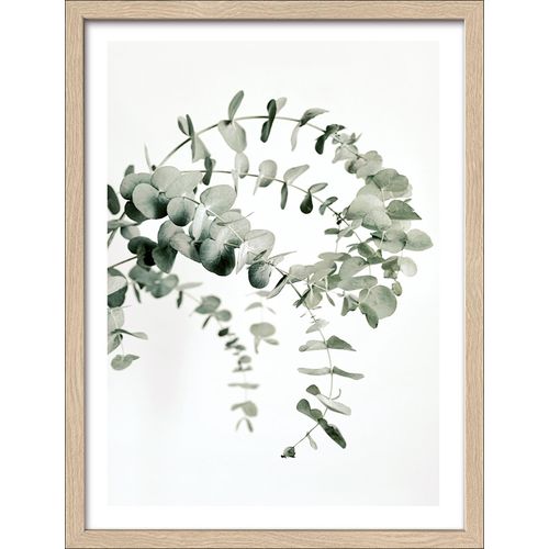4019449490927 - PRO ART Gerahmtes Bild EUCALYPTUS (BHT 3250x4250x2 cm) BHT 3250x4250x2 cm bunt 4019449490927 - PRO ART Gerahmtes Bild EUCALYPTUS (BHT 3250x4250x2 cm) BHT 3250x4250x2 cm bunt