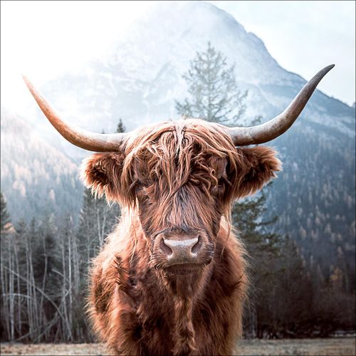 4019449464119 - PRO ART Glasbild SCOTTISH HIGHLAND (BHT 50x50x130 cm) BHT 50x50x130 cm bunt Acrylglasbild 4019449464119 - PRO ART Glasbild SCOTTISH HIGHLAND (BHT 50x50x130 cm) BHT 50x50x130 cm bunt Acrylglasbild