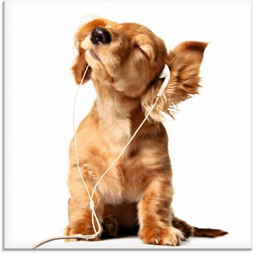 4055327035002 - Glasbild ARTLAND Junger Hund hört Musik über Kopfhörer Bilder Gr B H 50 cm x 50 cm Haustiere 1 St weiß Glasbilder Bilder in verschiedenen Größen 4055327035002 - Glasbild ARTLAND Junger Hund hört Musik über Kopfhörer Bilder Gr B H 50 cm x 50 cm Haustiere 1 St weiß Glasbilder Bilder in verschiedenen Größen