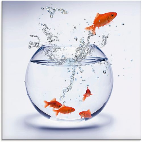 4058661603210 - Glasbild ARTLAND Goldfischaquarium Bilder Gr B H 50 cm x 50 cm Glasbild Wassertiere 1 St weiß Glasbilder in verschiedenen Größen 4058661603210 - Glasbild ARTLAND Goldfischaquarium Bilder Gr B H 50 cm x 50 cm Glasbild Wassertiere 1 St weiß Glasbilder in verschiedenen Größen