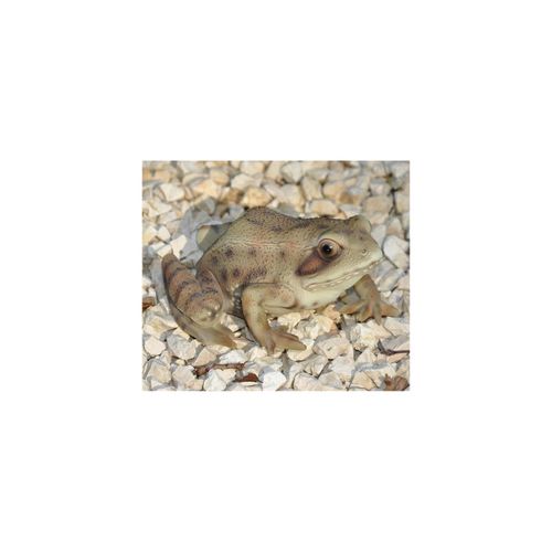4251639205021 - Dazikemo Gartenfigur Teichfigur Dekofigur Frosch