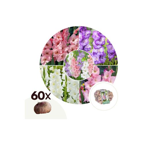 7428470635233 - Plant in a Box - Gladiolen - 60 Stk - Gladiolus Pastel Mix - Blumenzwiebeln - Mehrfarbig
