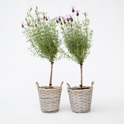 7428478219190 - Plant in a Box - Lavendelbaum - 2 Stk - Lavandula stoechas Anouk - Höhe 45-55cm - Topf 15cm 7428478219190 - Plant in a Box - Lavendelbaum - 2 Stk - Lavandula stoechas Anouk - Höhe 45-55cm - Topf 15cm