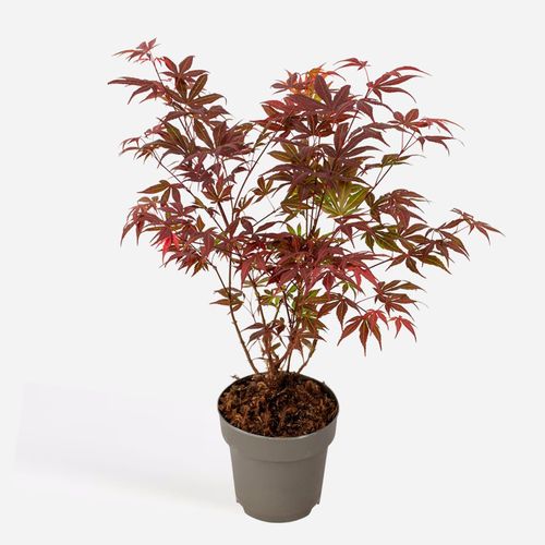8721278901302 - Plant in a Box - Japanischer Ahorn - Acer palmatum Atropurpureum - Höhe 35-55cm - Topf 15cm 8721278901302 - Plant in a Box - Japanischer Ahorn - Acer palmatum Atropurpureum - Höhe 35-55cm - Topf 15cm