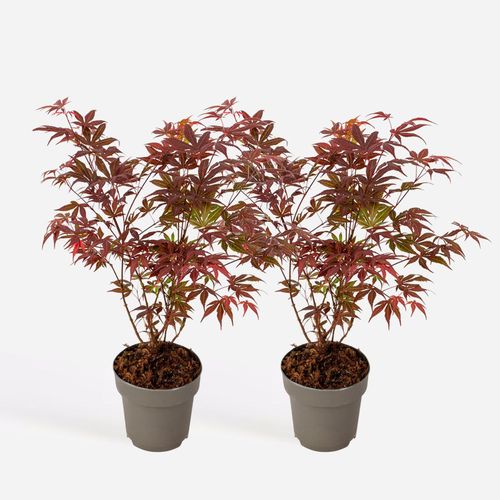 8721278901319 - Plant in a Box - Japanischer Ahorn - 2er-Set - Acer palmatum Atropurpureum - Höhe 35-55cm - Topf 15cm 8721278901319 - Plant in a Box - Japanischer Ahorn - 2er-Set - Acer palmatum Atropurpureum - Höhe 35-55cm - Topf 15cm
