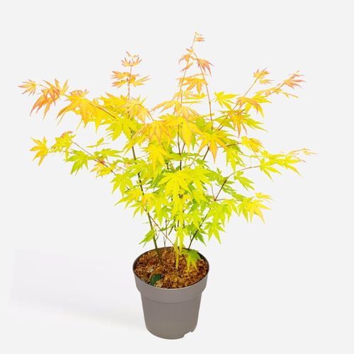 8721278901562 - Plant in a Box - Japanischer Ahorn - Acer palmatum Orange Dream - Höhe 35-55cm - Topf 15cm 8721278901562 - Plant in a Box - Japanischer Ahorn - Acer palmatum Orange Dream - Höhe 35-55cm - Topf 15cm