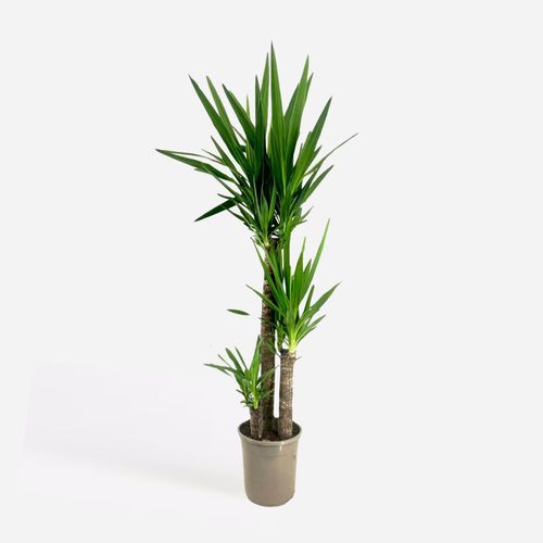8721278901234 - Plant in a Box - Palmlilie - Yucca elephantipes - Höhe 130-140cm - Topf 24cm 8721278901234 - Plant in a Box - Palmlilie - Yucca elephantipes - Höhe 130-140cm - Topf 24cm