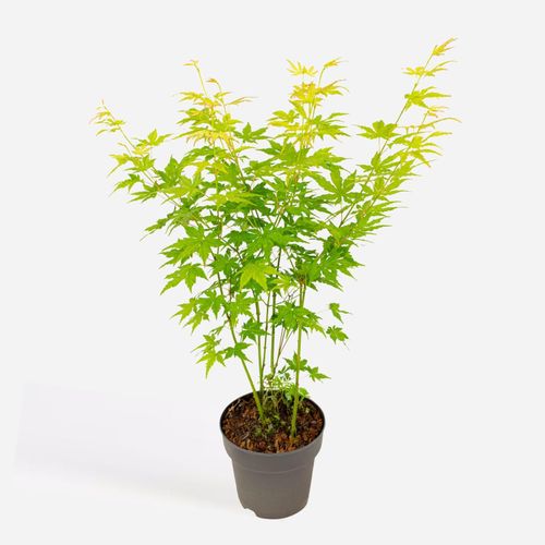 8721278901548 - Plant in a Box - Japanischer Ahorn - Acer palmatum Going Green - Höhe 35-55cm - Topf 15cm 8721278901548 - Plant in a Box - Japanischer Ahorn - Acer palmatum Going Green - Höhe 35-55cm - Topf 15cm
