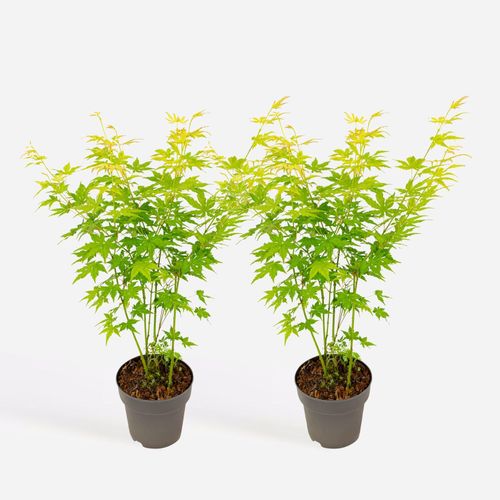 8721278901555 - Plant in a Box - Japanischer Ahorn - 2er-Set - Acer palmatum Going Green - Höhe 35-55cm - Topf 15cm 8721278901555 - Plant in a Box - Japanischer Ahorn - 2er-Set - Acer palmatum Going Green - Höhe 35-55cm - Topf 15cm
