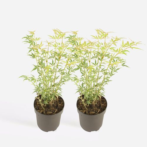 8721278901333 - Plant in a Box - Japanischer Ahorn - 2er-Set - Acer palmatum Butterfly - Höhe 35-55cm - Topf 15cm 8721278901333 - Plant in a Box - Japanischer Ahorn - 2er-Set - Acer palmatum Butterfly - Höhe 35-55cm - Topf 15cm