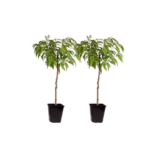 8721278900299 - Plant in a Box - Pfirsichbaum - 2 Stk - Prunus Bonanza Saturne - Höhe 60-70cm - Topf 15cm 8721278900299 - Plant in a Box - Pfirsichbaum - 2 Stk - Prunus Bonanza Saturne - Höhe 60-70cm - Topf 15cm