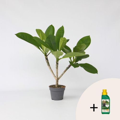 8721278901678 - Plant in a Box - Hawaii-Palme + Pflanzennahrung - Plumeria rubra - Höhe 45-55cm - Topf 17cm 8721278901678 - Plant in a Box - Hawaii-Palme + Pflanzennahrung - Plumeria rubra - Höhe 45-55cm - Topf 17cm