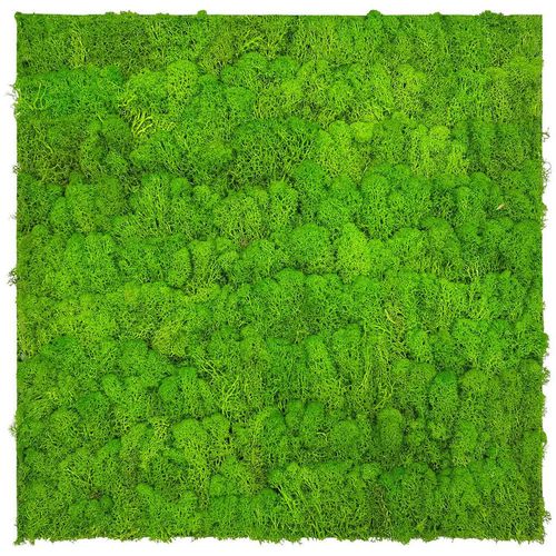 4250055118267 - Xxxl Akustikpaneel Moos Jangal Modular Wall System Hellgrün Naturmaterialien 52x52x4 cm Handmade Quality Bilder Und Zubehör Moosbilder 4250055118267 - Xxxl Akustikpaneel Moos Jangal Modular Wall System Hellgrün Naturmaterialien 52x52x4 cm Handmade Quality Bilder Und Zubehör Moosbilder