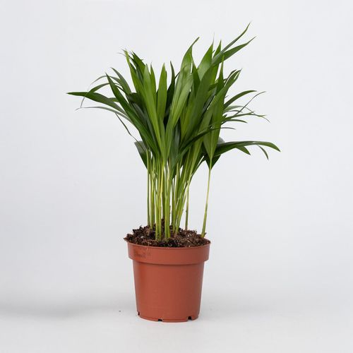 8721278900343 - Plant in a Box - Goldfruchtpalme - Dypsis lutescens - Höhe 30-45cm - Pot 12cm