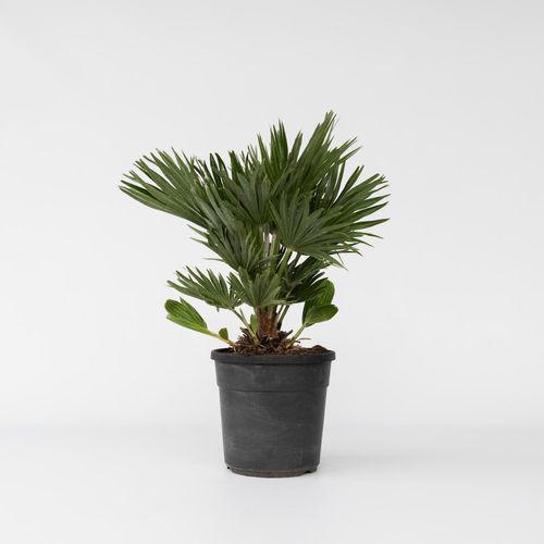 7440848233223 - Plant in a Box - Vulkan Zwergpalme - Chamaerops Vulcano - Höhe 45-55cm - Topf 24cm 7440848233223 - Plant in a Box - Vulkan Zwergpalme - Chamaerops Vulcano - Höhe 45-55cm - Topf 24cm