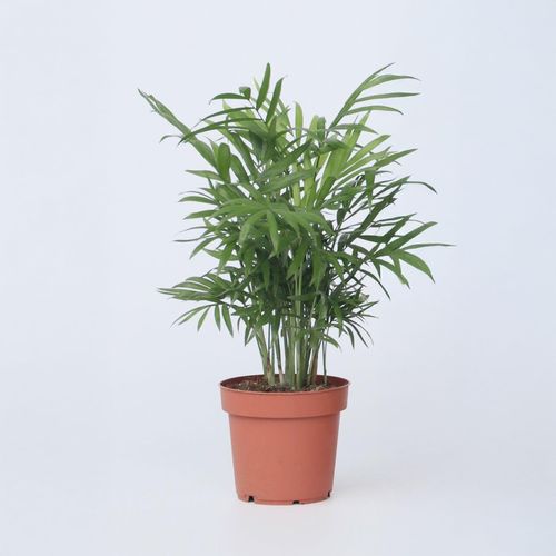 8721278900718 - Plant in a Box - Bergpalme - Chamaedorea elegans - Höhe 30-40cm - Pot 12cm