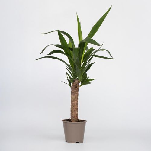 8721278900473 - Plant in a Box - Palmlilie - Yucca elephantipes - Höhe 50-60cm - Pot 14cm 8721278900473 - Plant in a Box - Palmlilie - Yucca elephantipes - Höhe 50-60cm - Pot 14cm