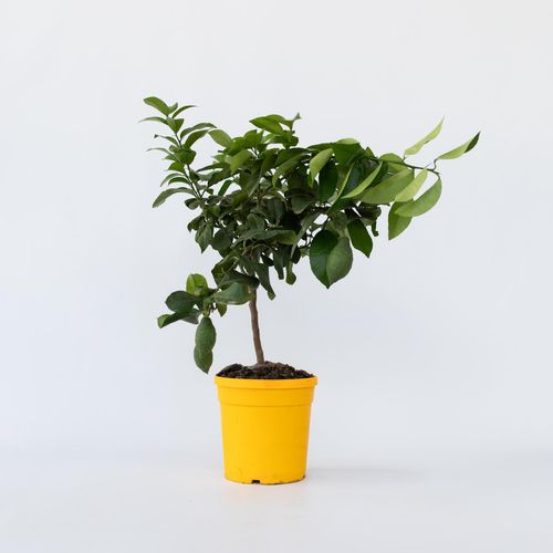7440848231205 - Plant in a Box - Zitronenbaum - Citrus limon - Höhe 60-70cm - Topf 19cm 7440848231205 - Plant in a Box - Zitronenbaum - Citrus limon - Höhe 60-70cm - Topf 19cm