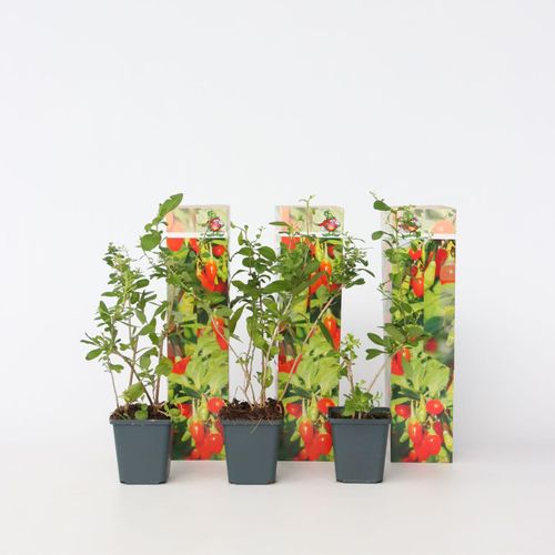 7442924146144 - Plant in a Box - Goji Pflanzen - 3 Stk - Lycium barbarum - Höhe 25-40cm - Topf 9cm 7442924146144 - Plant in a Box - Goji Pflanzen - 3 Stk - Lycium barbarum - Höhe 25-40cm - Topf 9cm