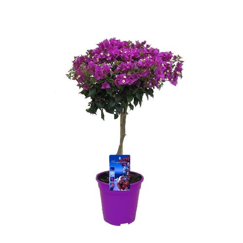 7428473829738 - Plant in a Box - Bougainville - Bougainvillea Alexandra - Höhe 50-60cm - Topf 17cm 7428473829738 - Plant in a Box - Bougainville - Bougainvillea Alexandra - Höhe 50-60cm - Topf 17cm