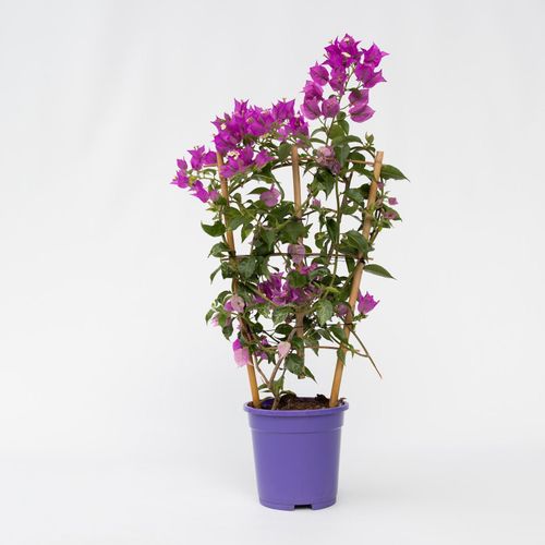 7442924149138 - Plant in a Box - Bougainville - Bougainvillea Alexandra - Höhe 50-60cm - Topf 17cm