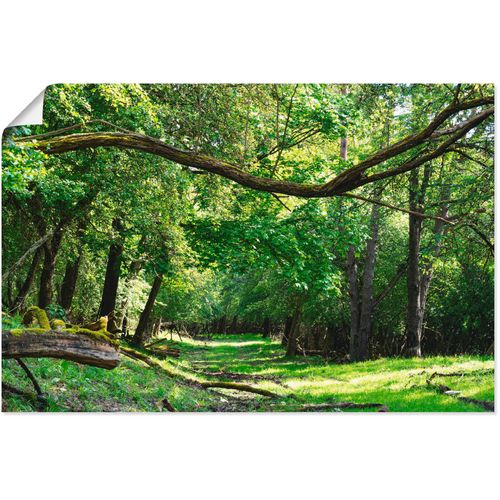 4059745505253 - Wandbild ARTLAND Auf grünem Weg durch den grünen Wald Bilder Gr B H 90 cm x 60 cm Poster Wald 1 St grün Bild Kunstdruck Kunstdrucke Bilder als Alubild Leinwandbild Wandaufkleber oder Poster in versch Größen 4059745505253 - Wandbild ARTLAND Auf grünem Weg durch den grünen Wald Bilder Gr B H 90 cm x 60 cm Poster Wald 1 St grün Bild Kunstdruck Kunstdrucke Bilder als Alubild Leinwandbild Wandaufkleber oder Poster in versch Größen