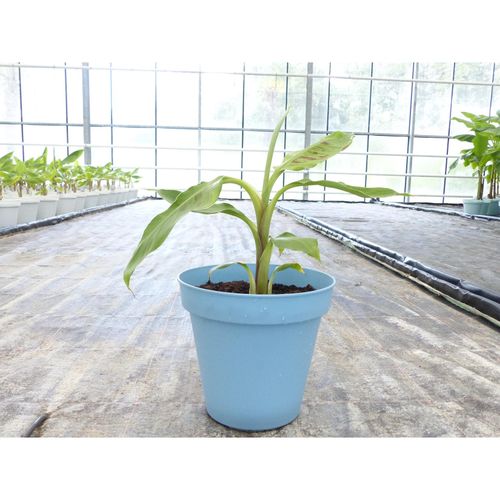 4251740122897 - Bananenstaude Banane Grand-Naine-acuminata-Banane 40-50 cm Chiquita Banane Staude 4251740122897 - Bananenstaude Banane Grand-Naine-acuminata-Banane 40-50 cm Chiquita Banane Staude