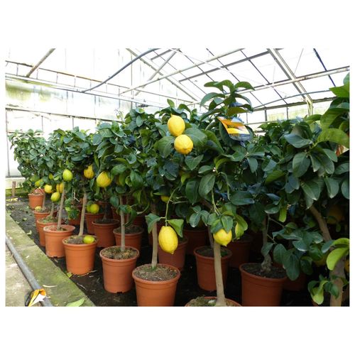 4251740100376 - Grünwaren echter Zitronenbaum 70 - 100 cm Zitrone Citrus Limon Zitruspflanze